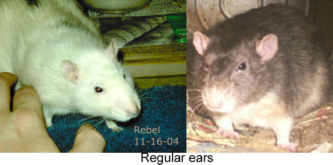 ear rat