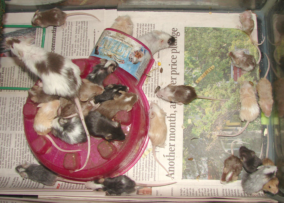 fancy mouse breeding