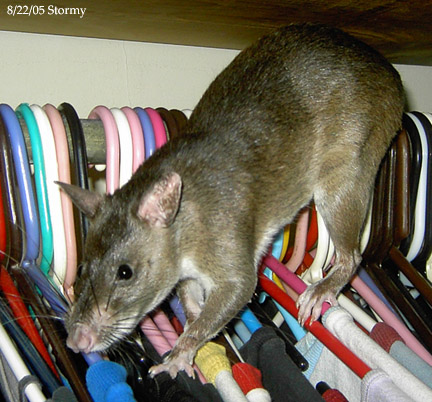 pouched gambian rat